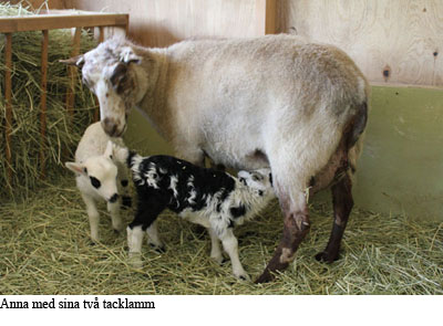 2011-04 Anna med lamm.jpg