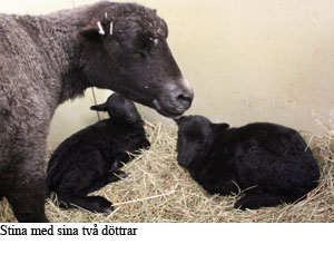 2012-06 Stina_med_lamm.jpg