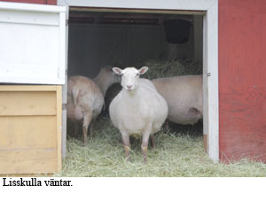 2014-14 lisskulla_vantar copy.jpg