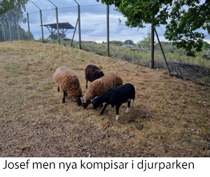 Josef.jpg