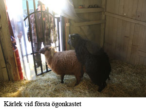 Karlek .jpg