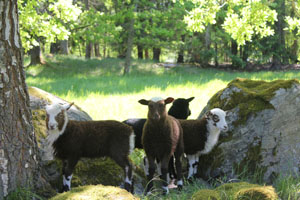 Lamm 10-2014.jpg