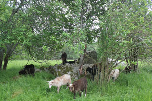 Lamm 11-2014.jpg
