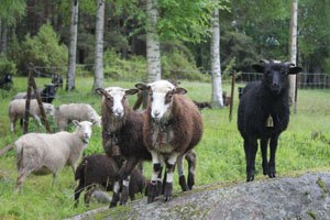 Lamm 12-2014.jpg