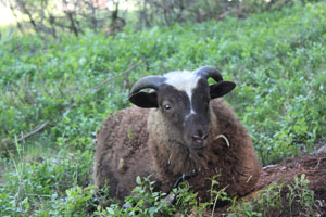 Lamm 14-2014.jpg