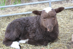 Lamm 4-2014.jpg