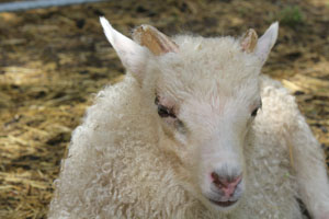 Lamm 6-2014.jpg