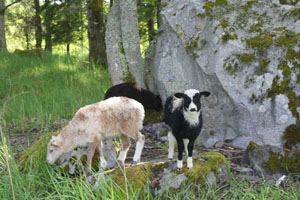 Lamm 8-2014.jpg