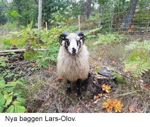 Lars-Olov.jpg