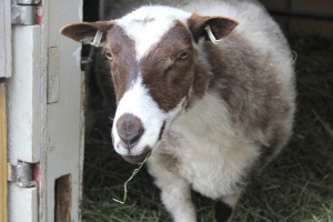 Matilda_1_2026.JPG