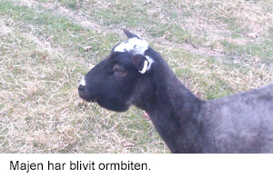 Ormbiten.jpg