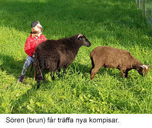 Soren.jpg