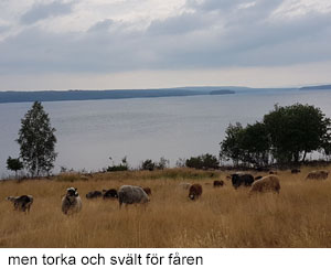 Torka.jpg
