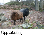 Uppvaktning copy.jpg