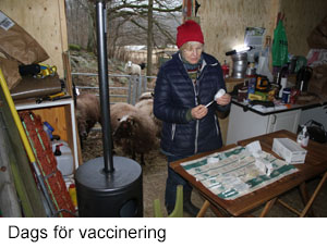 Vaccinering.jpg