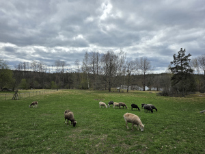 Varbete_4_2026.jpg