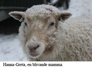 hanna-greta vantar.jpg