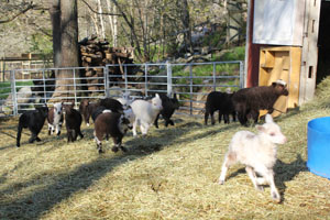 lamm 2-2014.jpg