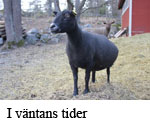 vantan copy.jpg